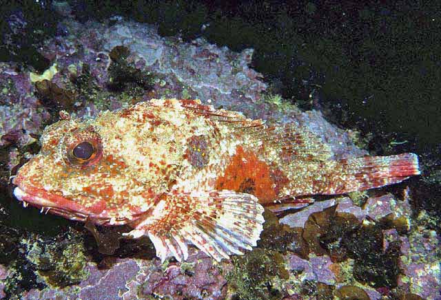 Mushroom Scorpionfish